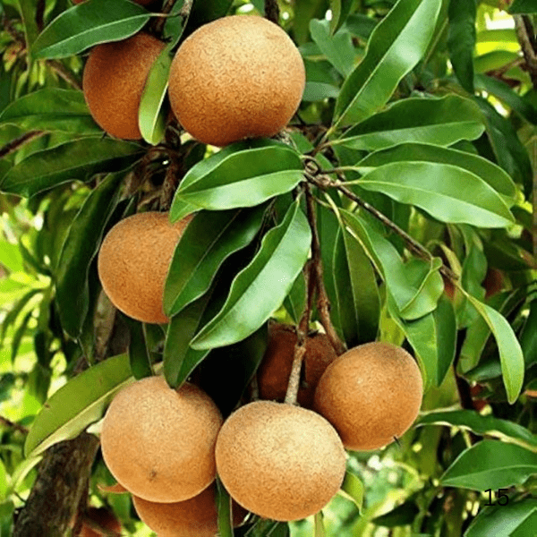 Thai All Time Sapota/Chiku Plant "Kalipatti chiku"