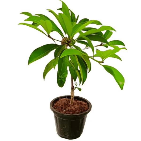 Thai All Time Sapota/Chiku Plant "Kalipatti chiku" - Image 2
