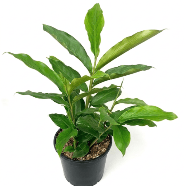Green Cardamom (Choti Elaichi) Plant | Aromatic Spice Plant