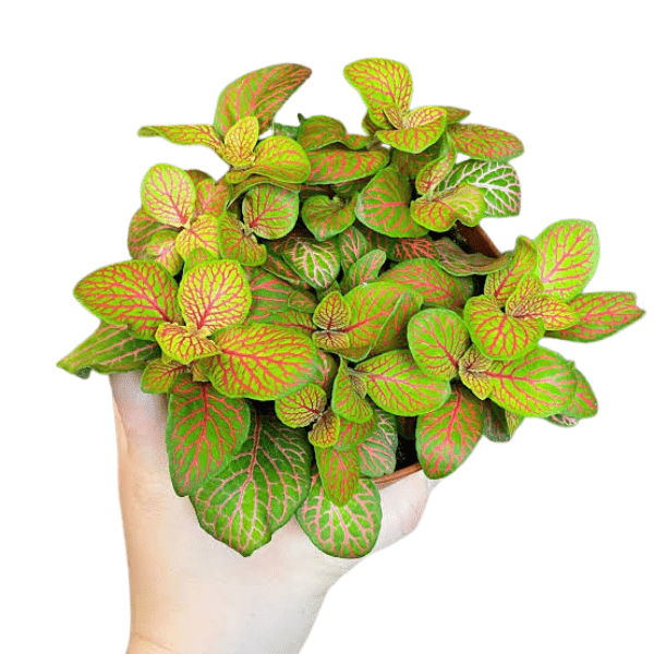 Fittonia 'Red Vein' Plant – Nerve Plant