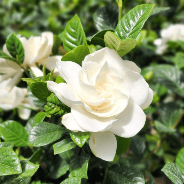 Ananta - Cape Jasmine or Gandhraj | Fragrant White Flower Plant - Image 4