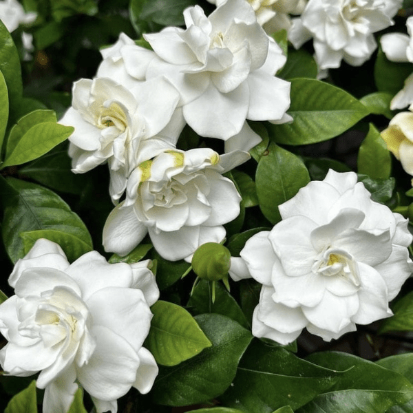 Ananta - Cape Jasmine or Gandhraj | Fragrant White Flower Plant - Image 3