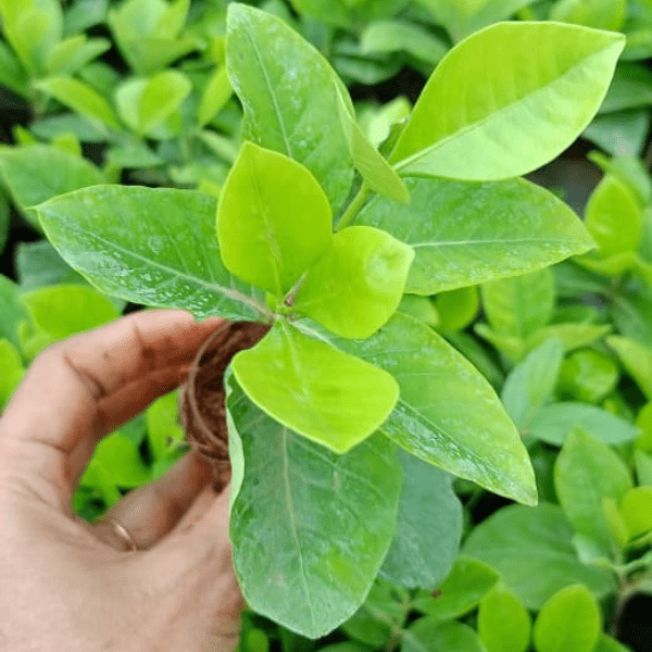 Ananta - Cape Jasmine or Gandhraj | Fragrant White Flower Plant - Image 2