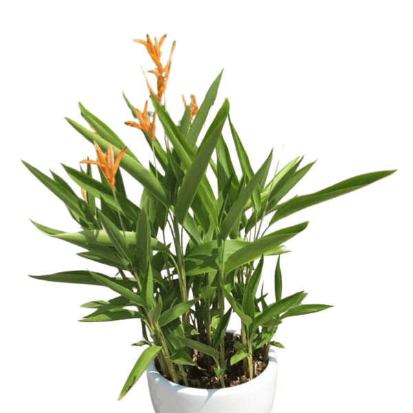 Heliconia Dwarf Orange Plant | Tropical Flowering Plant
