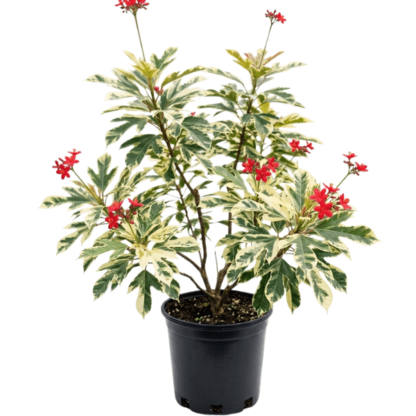 Jatropha Flowering Plant – Evergreen Ornamental Flowering Shrub