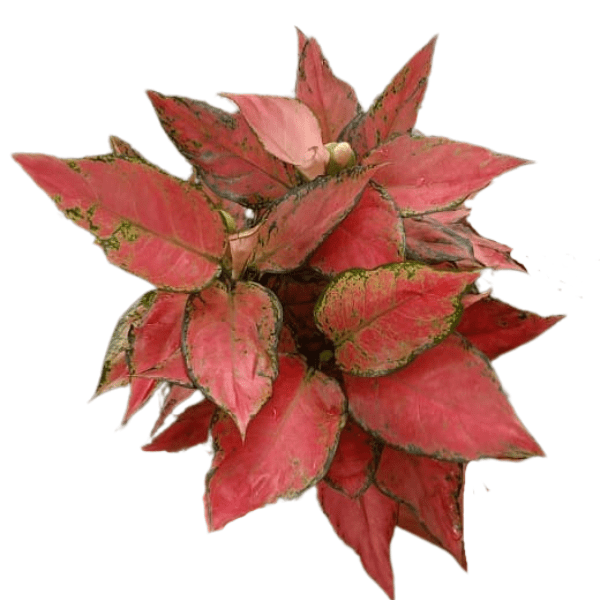 Aglaonema Siam Pink (Pink Angel) Plant