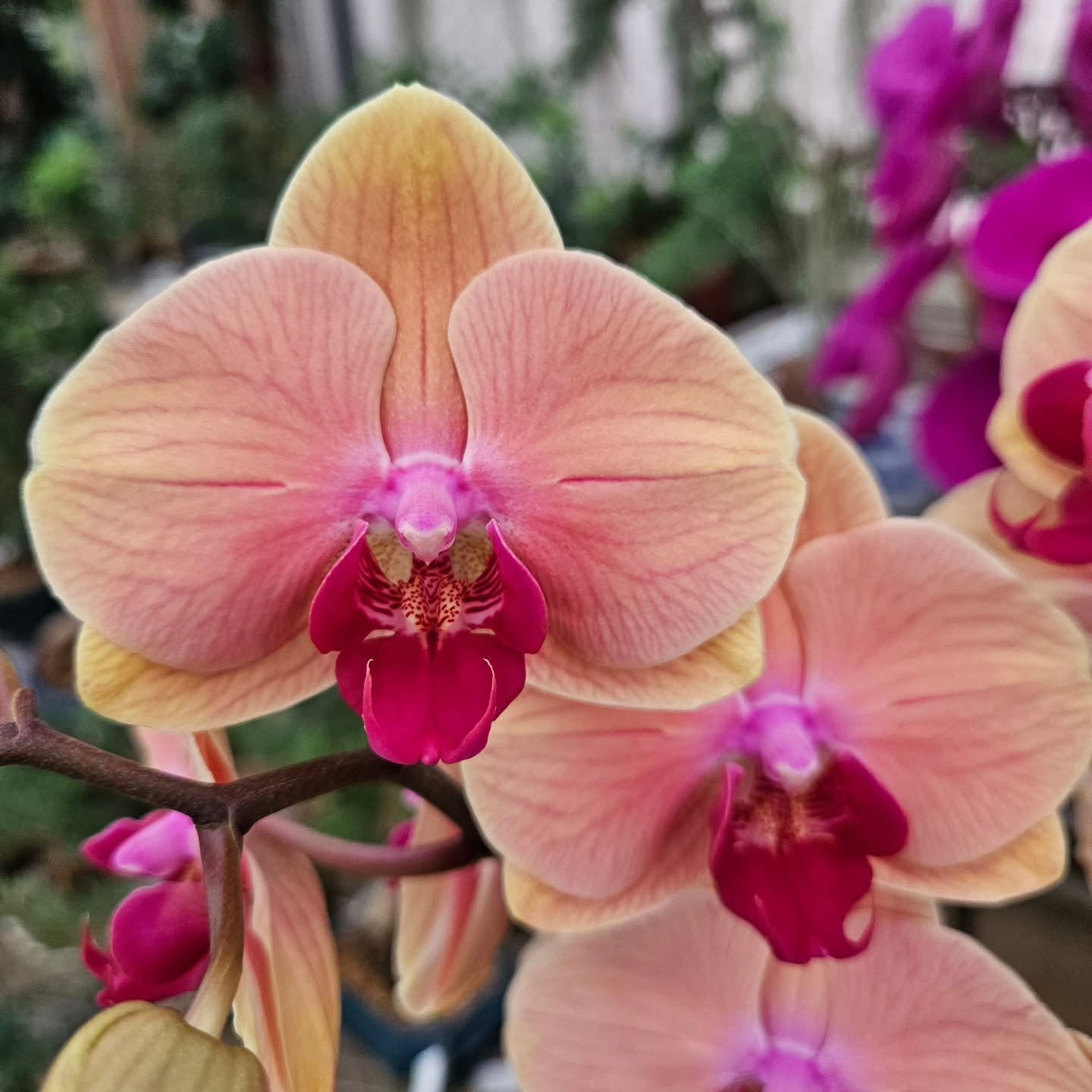 Phalaenopsis Midsummer Night Orchid