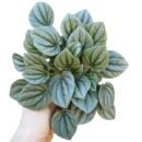Caperata moonlight