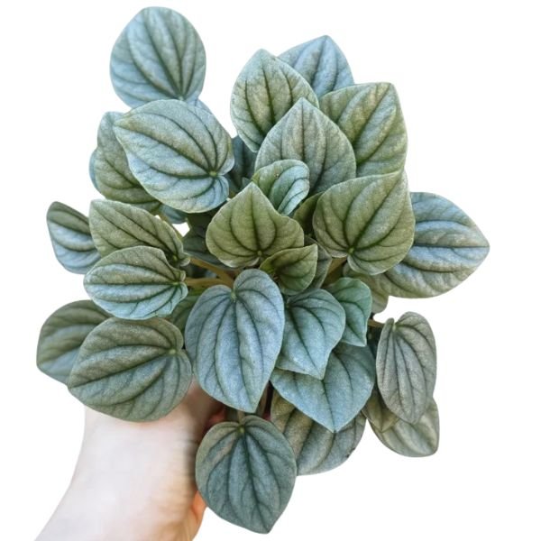Caperata moonlight
