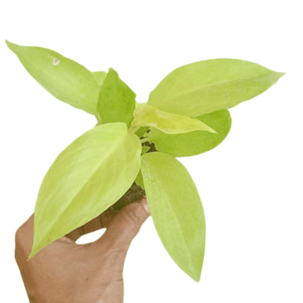 Philodendron Ceylon Gold Plant | Indoor Plant - Image 3