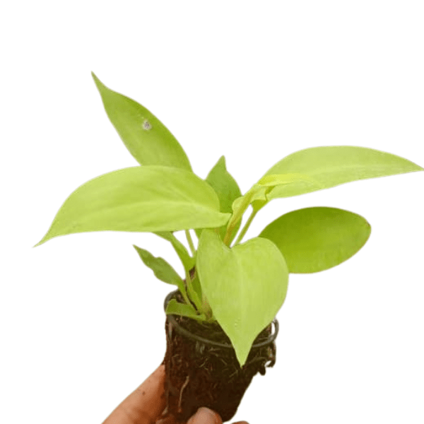 Philodendron Ceylon Gold Plant | Indoor Plant - Image 2