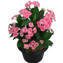 Pink Euphorbia Milii | Crown of Thorns Flowering Succulent Plant