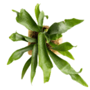 PlatyceriumBifurcatum