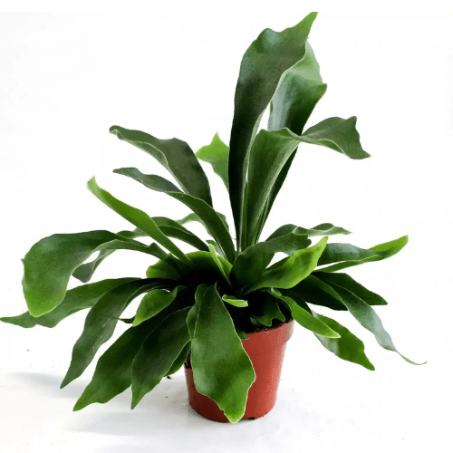 Platycerium Bifurcatum (Staghorn Fern) - Image 2