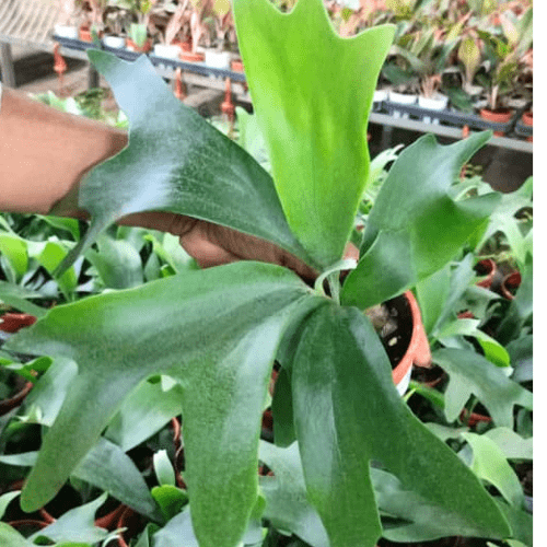 Platycerium Bifurcatum (Staghorn Fern) - Image 3