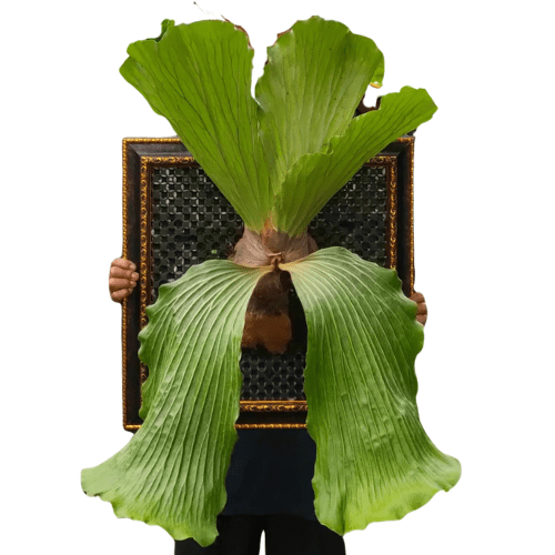 Platycerium Elephantotis - Rare Elephant Ear Staghorn Fern
