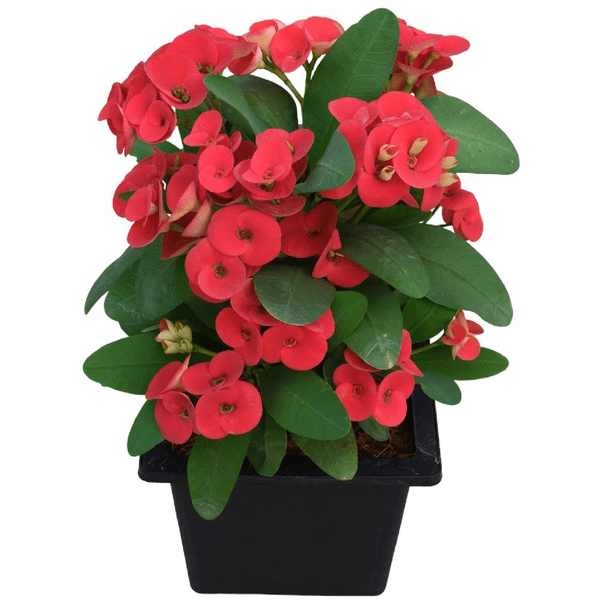 Red Euphorbia Milii | Crown of Thorns Flowering Succulent Plant