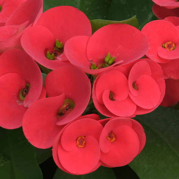 Red Euphorbia Milii | Crown of Thorns Flowering Succulent Plant - Image 2