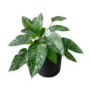 Schismatoglottis Mottleyana Plant – Rare Tropical Indoor Foliage Plant for Home & Office