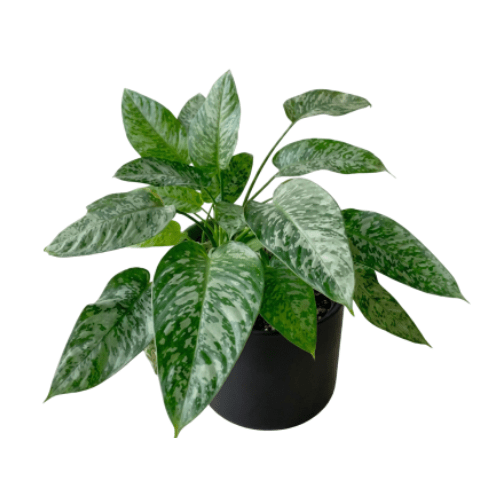 Schismatoglottis Mottleyana Plant – Rare Tropical Indoor Foliage Plant for Home & Office