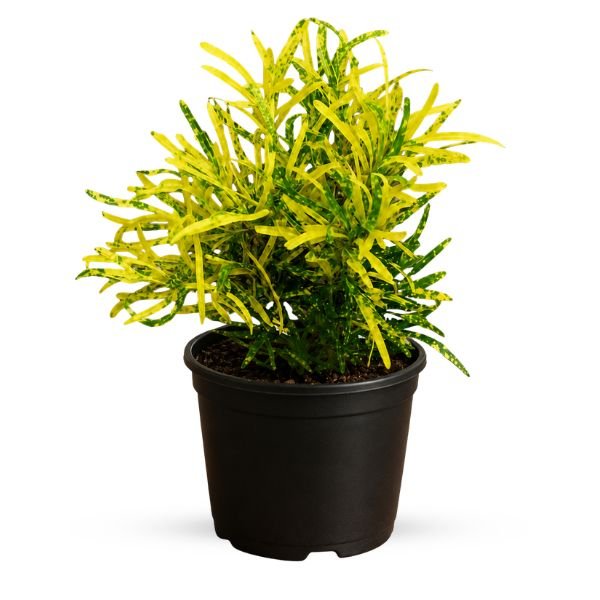 Chironji Croton / Gold Dust Croton - Image 2