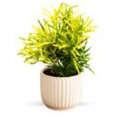 Chironji Croton / Gold Dust Croton