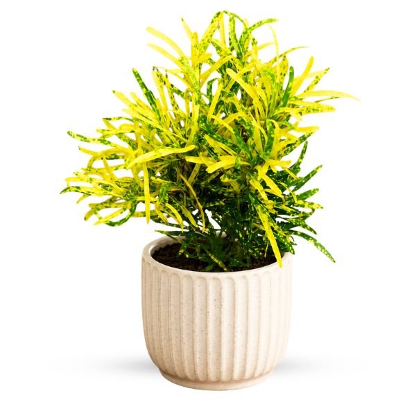 Chironji Croton / Gold Dust Croton