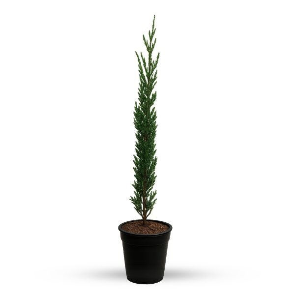 Pencil Pine Plant | Evergreen Outdoor Plant