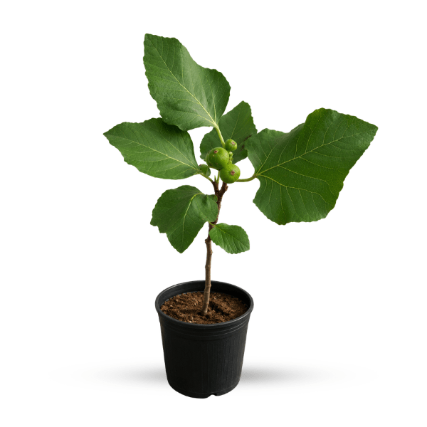 Fig Fruit (Anjeer Tree) Plant - Image 2