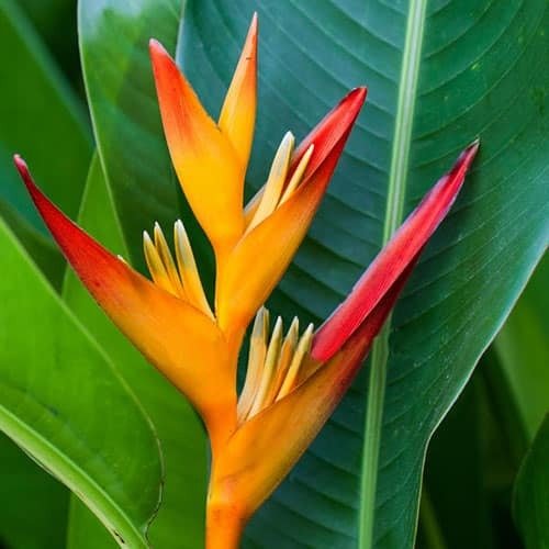 Heliconia Dwarf Red Lips Plant – Exotic Tropical Flowering Plant - Image 3