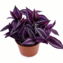 Zebrina Pendula -Purple