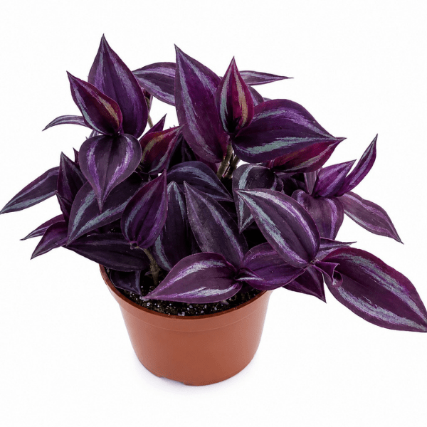 Zebrina Pendula -Purple