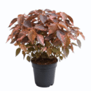 Acalypha Wilkesiana – Colorful Copperleaf Foliage Plant