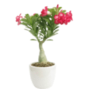 Adenium Dark Pink With White Strike Flower Plant
