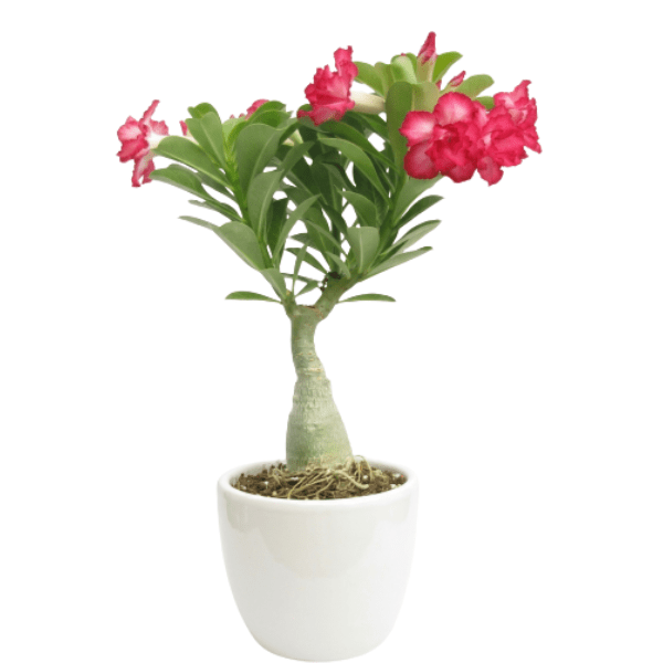 Adenium Dark Pink With White Strike Flower Plant
