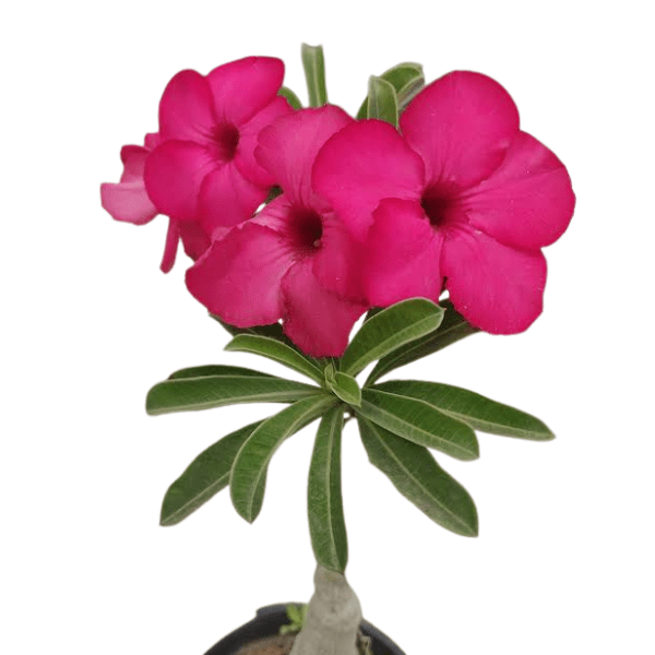 Adenium Dark Pink Flower Plant - Image 2