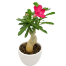 Adenium Dark Pink Flower Plant