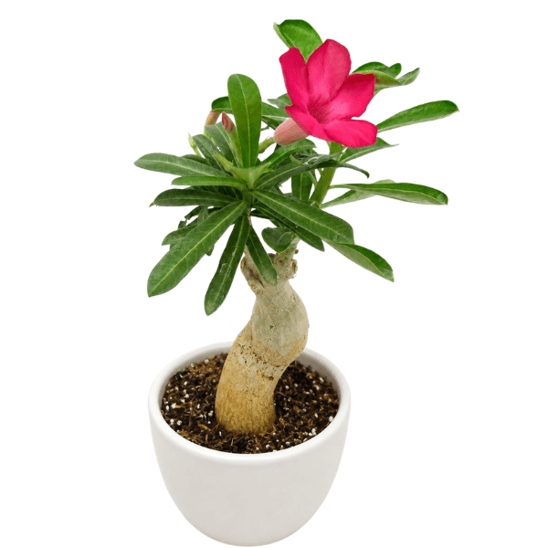 Adenium Dark Pink Flower Plant