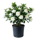 Ananta - Cape Jasmine or Gandhraj  | Fragrant White Flower Plant