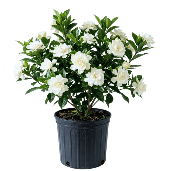 Ananta - Cape Jasmine or Gandhraj | Fragrant White Flower Plant