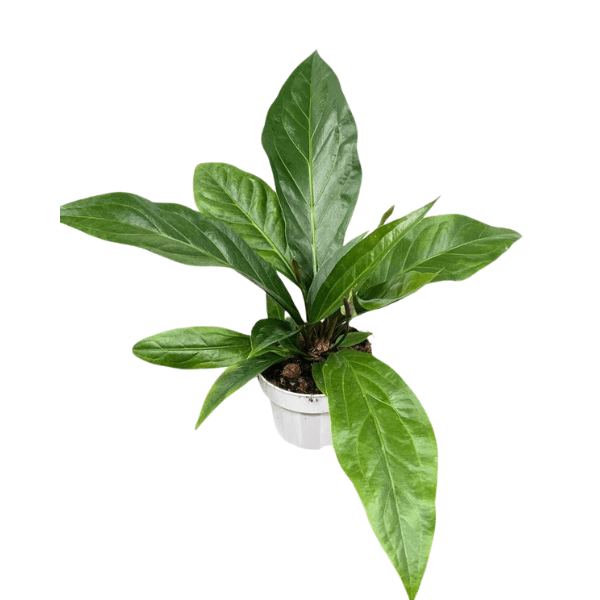 Anthurium 'Jungle King' Plant - Image 2