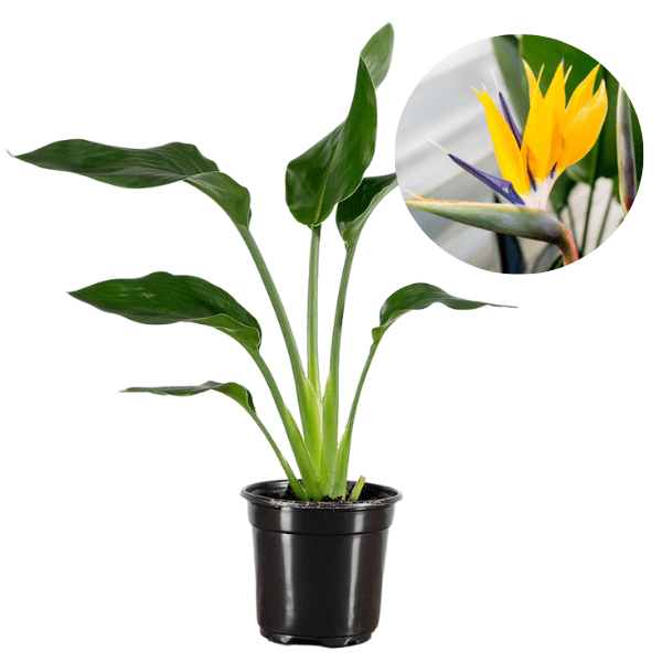 Strelitzia 'Mandela's Gold' (Yellow Bird of Paradise)