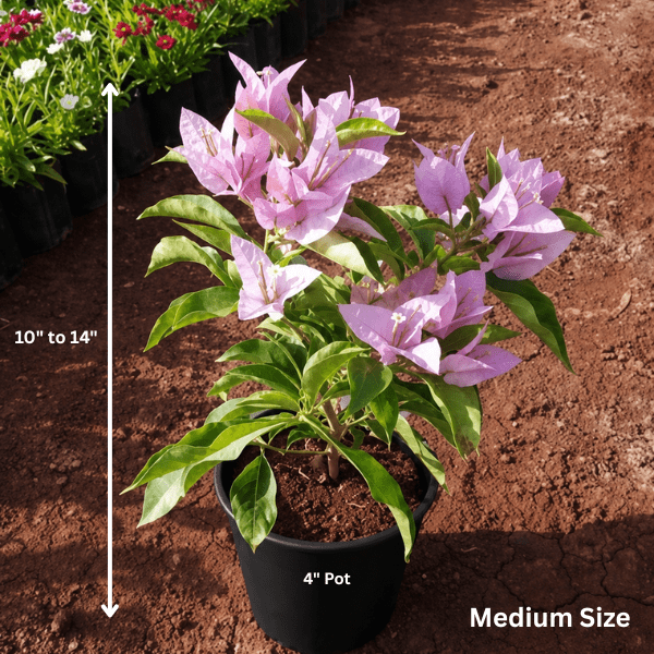 Bougainvillea "Lavender" Plant - Image 2