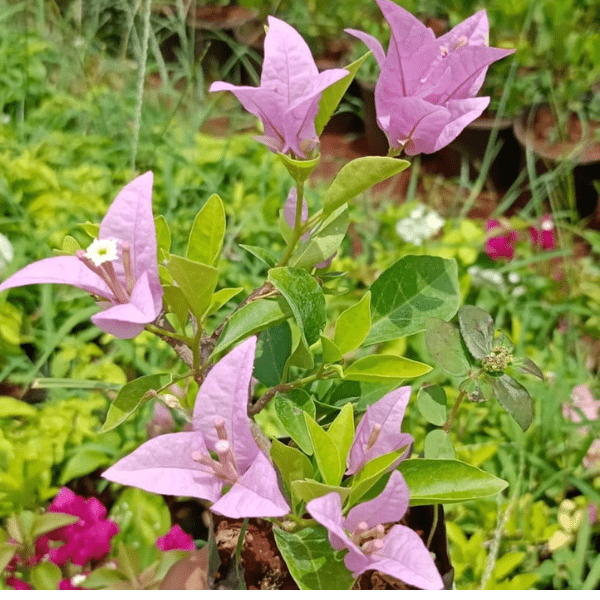 Bougainvillea "Lavender" Plant - Image 3