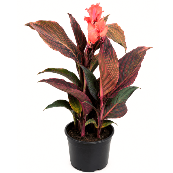Red Variegated Canna Lily Plant