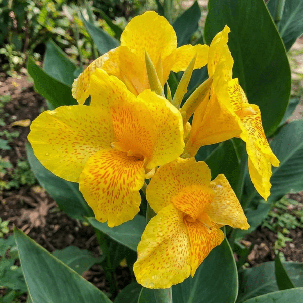 Canna 'Tropical Yellow' (Canna lily) |Flowering Plant - Image 2