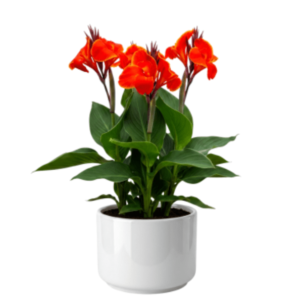 Canna Red Flower with Green Leaves Plant