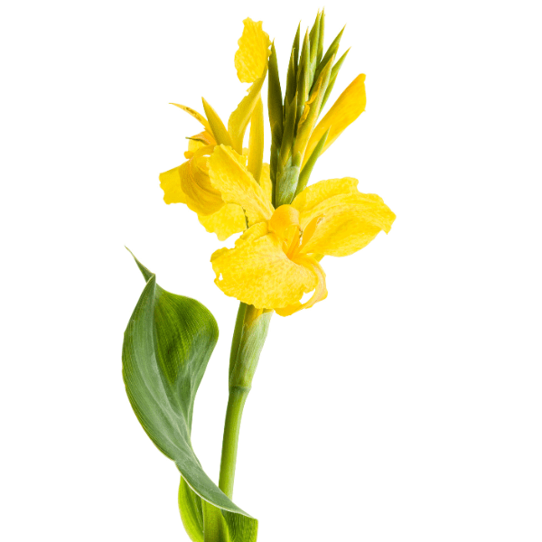 Canna 'Tropical Yellow' (Canna lily) |Flowering Plant - Image 3