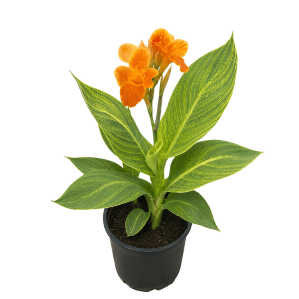 Variegated Canna Lily Plant – Ornamental Foliage & Flowering