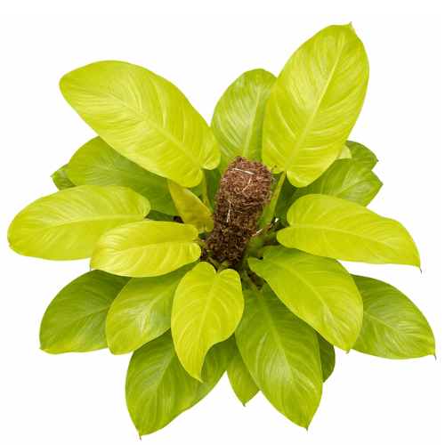 Philodendron Ceylon Gold Plant | Indoor Plant
